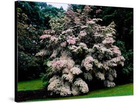 Kousa Dogwood trees (Cornus kousa) in a garden, United States National Arboretum, Washington DC...-null-Stretched Canvas