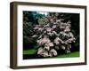 Kousa Dogwood trees (Cornus kousa) in a garden, United States National Arboretum, Washington DC...-null-Framed Photographic Print