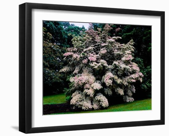 Kousa Dogwood trees (Cornus kousa) in a garden, United States National Arboretum, Washington DC...-null-Framed Photographic Print