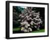 Kousa Dogwood trees (Cornus kousa) in a garden, United States National Arboretum, Washington DC...-null-Framed Photographic Print