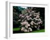 Kousa Dogwood trees (Cornus kousa) in a garden, United States National Arboretum, Washington DC...-null-Framed Photographic Print