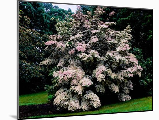 Kousa Dogwood trees (Cornus kousa) in a garden, United States National Arboretum, Washington DC...-null-Mounted Photographic Print