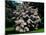 Kousa Dogwood trees (Cornus kousa) in a garden, United States National Arboretum, Washington DC...-null-Mounted Photographic Print