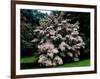 Kousa Dogwood trees (Cornus kousa) in a garden, United States National Arboretum, Washington DC...-null-Framed Photographic Print