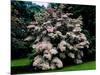 Kousa Dogwood trees (Cornus kousa) in a garden, United States National Arboretum, Washington DC...-null-Mounted Photographic Print