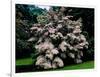 Kousa Dogwood trees (Cornus kousa) in a garden, United States National Arboretum, Washington DC...-null-Framed Photographic Print