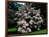 Kousa Dogwood trees (Cornus kousa) in a garden, United States National Arboretum, Washington DC...-null-Framed Photographic Print