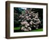 Kousa Dogwood trees (Cornus kousa) in a garden, United States National Arboretum, Washington DC...-null-Framed Photographic Print