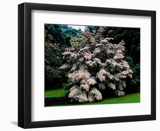 Kousa Dogwood trees (Cornus kousa) in a garden, United States National Arboretum, Washington DC...-null-Framed Photographic Print
