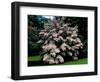 Kousa Dogwood trees (Cornus kousa) in a garden, United States National Arboretum, Washington DC...-null-Framed Photographic Print