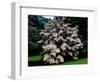 Kousa Dogwood trees (Cornus kousa) in a garden, United States National Arboretum, Washington DC...-null-Framed Photographic Print