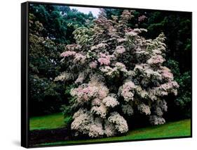 Kousa Dogwood trees (Cornus kousa) in a garden, United States National Arboretum, Washington DC...-null-Framed Stretched Canvas