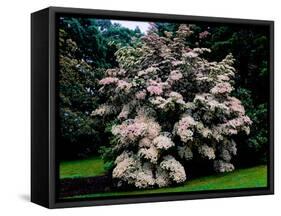 Kousa Dogwood trees (Cornus kousa) in a garden, United States National Arboretum, Washington DC...-null-Framed Stretched Canvas