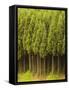 Koya Sugi Cedar Trees-Robert Essel-Framed Stretched Canvas