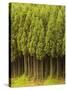 Koya Sugi Cedar Trees-Robert Essel-Stretched Canvas