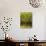 Koya Sugi Cedar Trees-Robert Essel-Photographic Print displayed on a wall