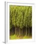 Koya Sugi Cedar Trees-Robert Essel-Framed Photographic Print