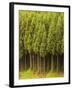 Koya Sugi Cedar Trees-Robert Essel-Framed Photographic Print