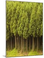 Koya Sugi Cedar Trees-Robert Essel-Mounted Photographic Print