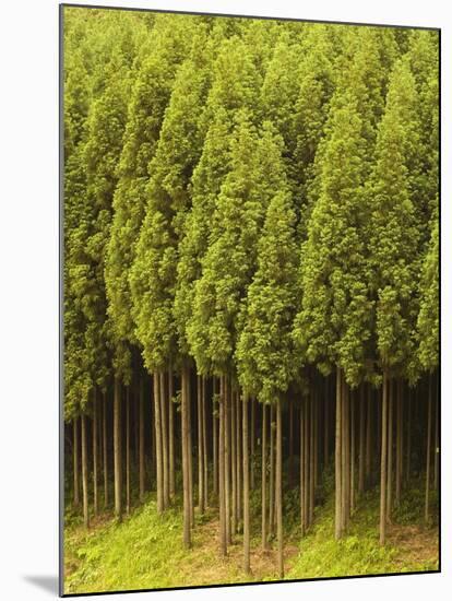 Koya Sugi Cedar Trees-Robert Essel-Mounted Photographic Print