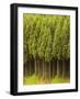 Koya Sugi Cedar Trees-Robert Essel-Framed Photographic Print