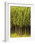 Koya Sugi Cedar Trees-Robert Essel-Framed Photographic Print