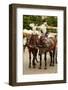 Krakow, Poland, Horse Drawn Carriages with Guides in Front of the St. Mary's Basilica-perszing1982-Framed Photographic Print