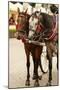 Krakow, Poland, Horse Drawn Carriages with Guides in Front of the St. Mary's Basilica-perszing1982-Mounted Photographic Print