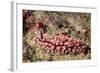 Krempf's Phyllidiopsis-Hal Beral-Framed Photographic Print