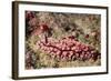 Krempf's Phyllidiopsis-Hal Beral-Framed Photographic Print