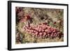 Krempf's Phyllidiopsis-Hal Beral-Framed Photographic Print