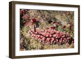 Krempf's Phyllidiopsis-Hal Beral-Framed Photographic Print