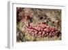 Krempf's Phyllidiopsis-Hal Beral-Framed Photographic Print