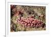 Krempf's Phyllidiopsis-Hal Beral-Framed Photographic Print