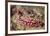 Krempf's Phyllidiopsis-Hal Beral-Framed Photographic Print