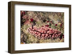 Krempf's Phyllidiopsis-Hal Beral-Framed Photographic Print