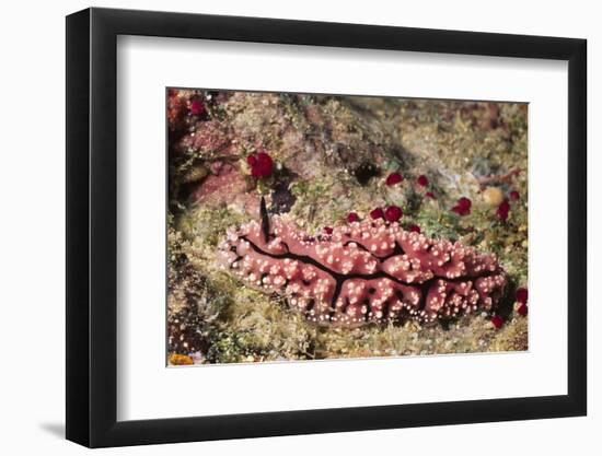 Krempf's Phyllidiopsis-Hal Beral-Framed Photographic Print