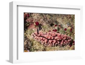 Krempf's Phyllidiopsis-Hal Beral-Framed Photographic Print