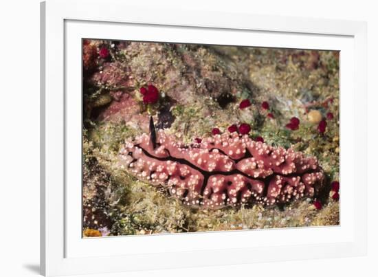 Krempf's Phyllidiopsis-Hal Beral-Framed Photographic Print