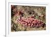 Krempf's Phyllidiopsis-Hal Beral-Framed Photographic Print