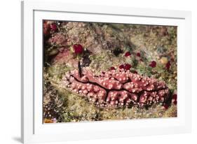 Krempf's Phyllidiopsis-Hal Beral-Framed Photographic Print