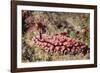 Krempf's Phyllidiopsis-Hal Beral-Framed Photographic Print