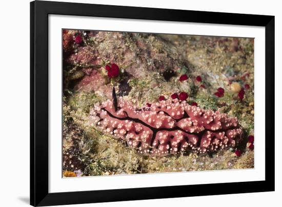 Krempf's Phyllidiopsis-Hal Beral-Framed Photographic Print