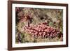 Krempf's Phyllidiopsis-Hal Beral-Framed Photographic Print