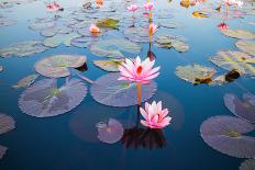 Beautiful Lotus Flower Outdoor-kridsada tipchot-Stretched Canvas