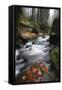 Krinice River Flowing Past Large Rocks in Forest, Kyov, Ceske Svycarsko, Czech Republic, November-Ruiz-Framed Stretched Canvas