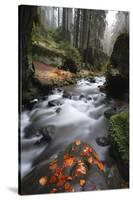 Krinice River Flowing Past Large Rocks in Forest, Kyov, Ceske Svycarsko, Czech Republic, November-Ruiz-Stretched Canvas