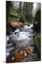 Krinice River Flowing Past Large Rocks in Forest, Kyov, Ceske Svycarsko, Czech Republic, November-Ruiz-Mounted Photographic Print