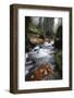 Krinice River Flowing Past Large Rocks in Forest, Kyov, Ceske Svycarsko, Czech Republic, November-Ruiz-Framed Photographic Print