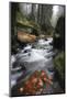 Krinice River Flowing Past Large Rocks in Forest, Kyov, Ceske Svycarsko, Czech Republic, November-Ruiz-Mounted Photographic Print